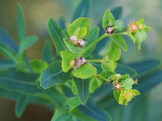 EUPHORBIA LUCIDA Waldst. et Kit. - pryšec lesklý / mliečnik lesklý