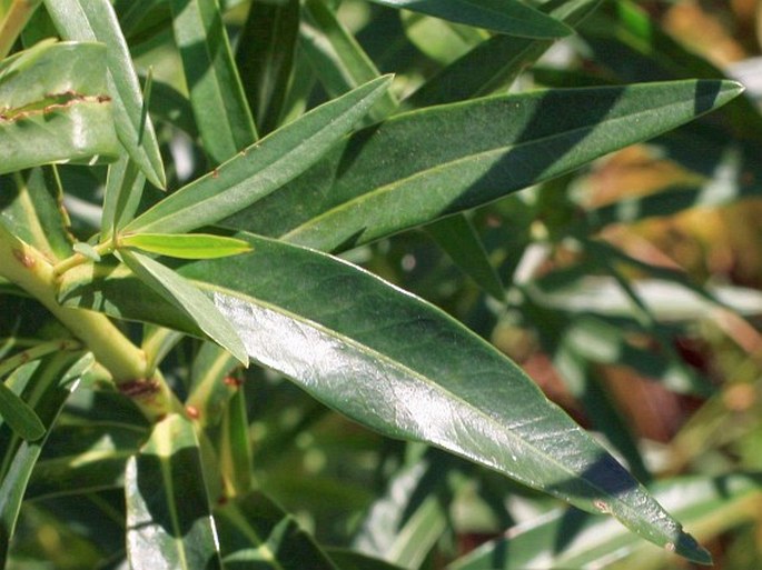 Euphorbia lucida