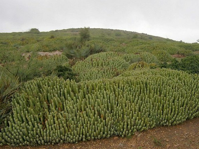 Euphorbia resinifera