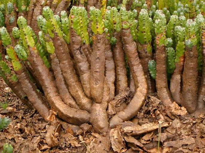 Euphorbia resinifera