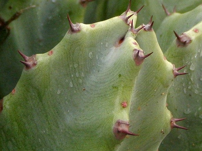 Euphorbia resinifera