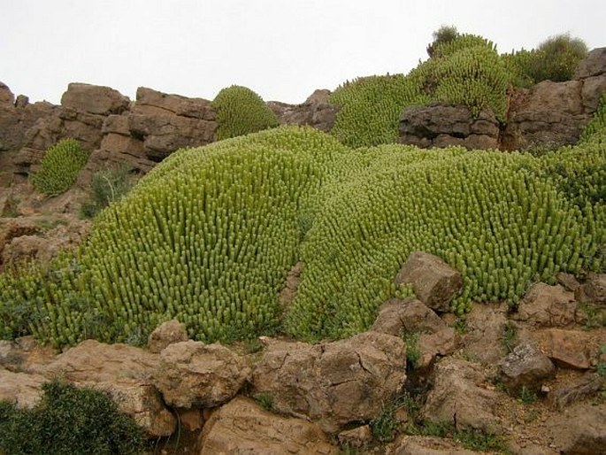 Euphorbia resinifera