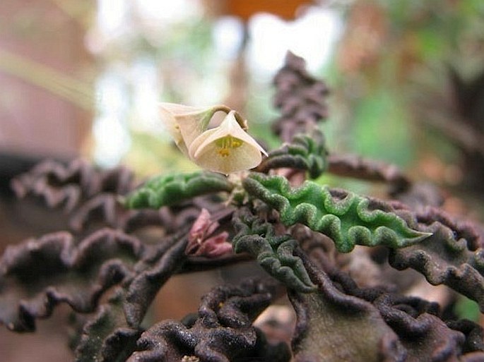 EUPHORBIA DECARYI var. SPIROSTICHA Rauh et G. Buchloh - pryšec / mliečnik