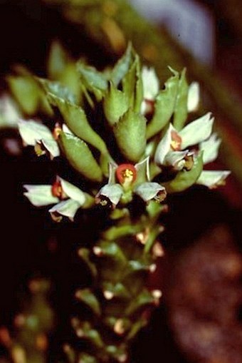 Euphorbia succulenta