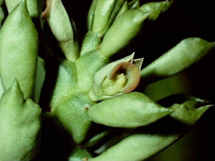 Euphorbia succulenta