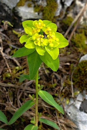 Euphorbia verrucosa