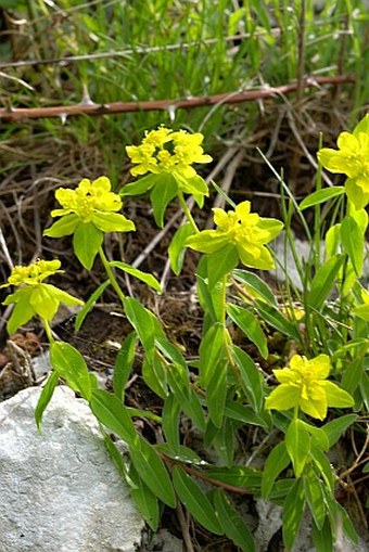 Euphorbia verrucosa