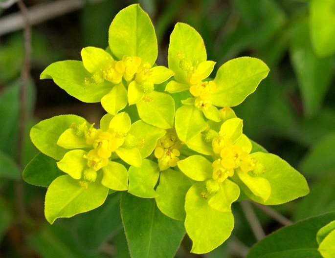 Euphorbia verrucosa