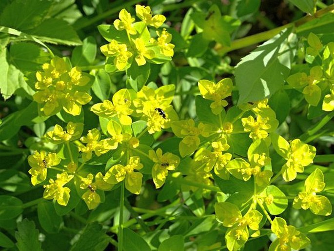 Euphorbia verrucosa