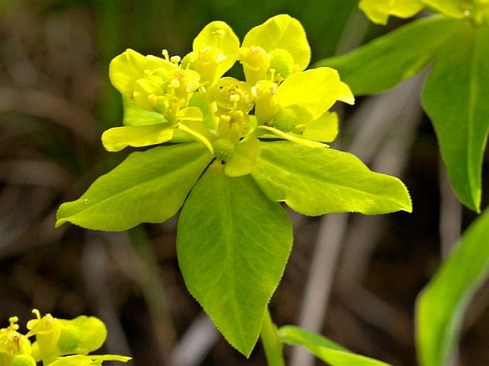 Euphorbia verrucosa