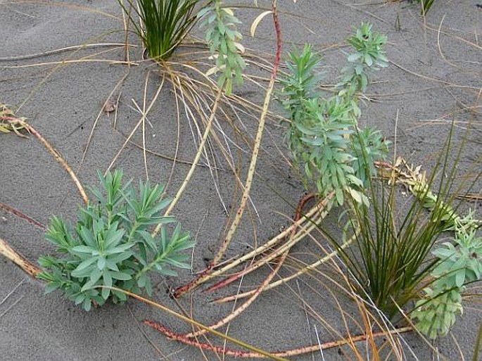 Euphorbia glauca