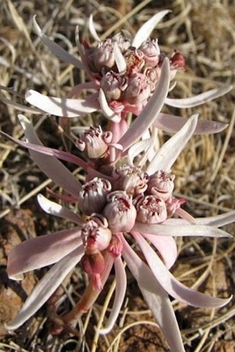 Euphorbia radians