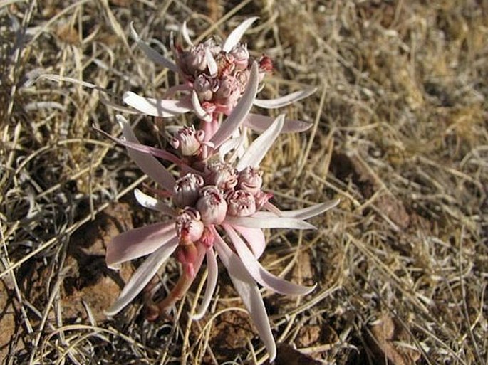 Euphorbia radians