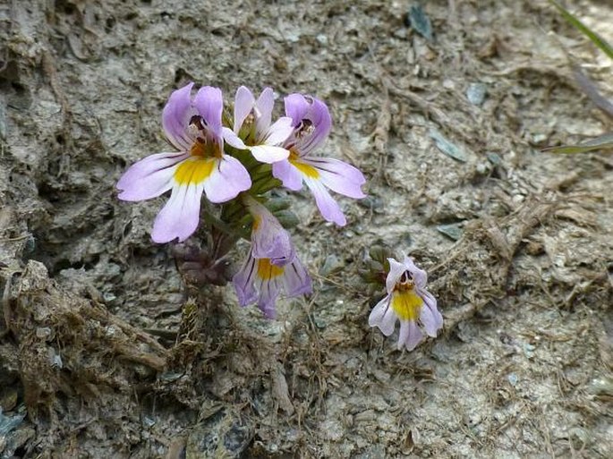 EUPHRASIA ALPINA Lam. – světlík / očianka