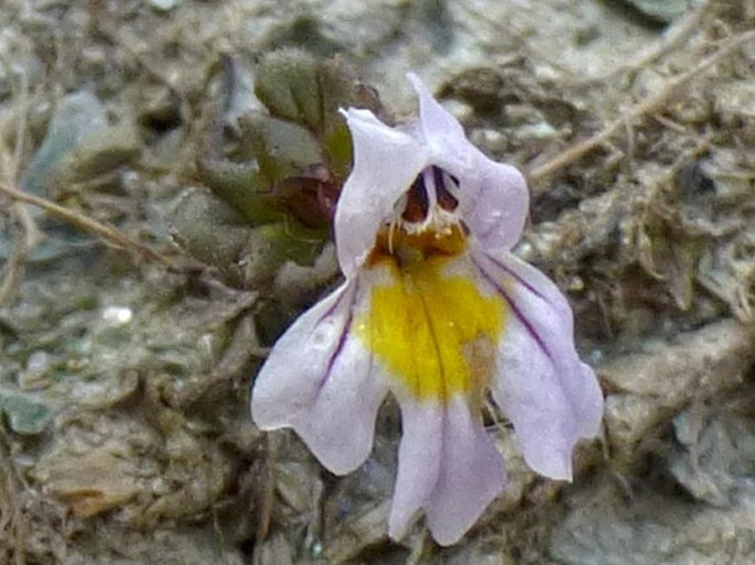 Euphrasia alpina