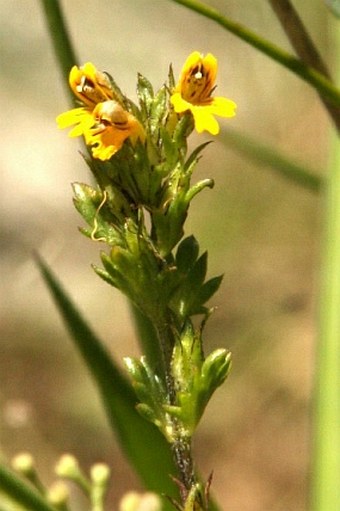 Euphrasia minima