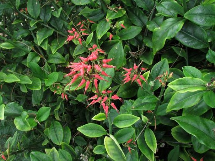 Euphorbia tithymaloides