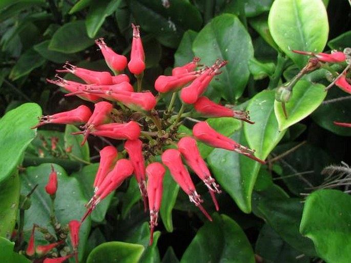 Euphorbia tithymaloides