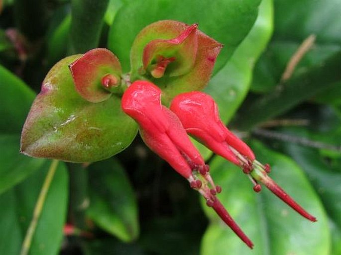 Euphorbia tithymaloides