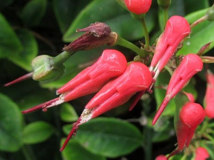 Euphorbia tithymaloides