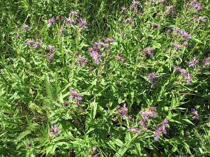 Canadanthus modestus