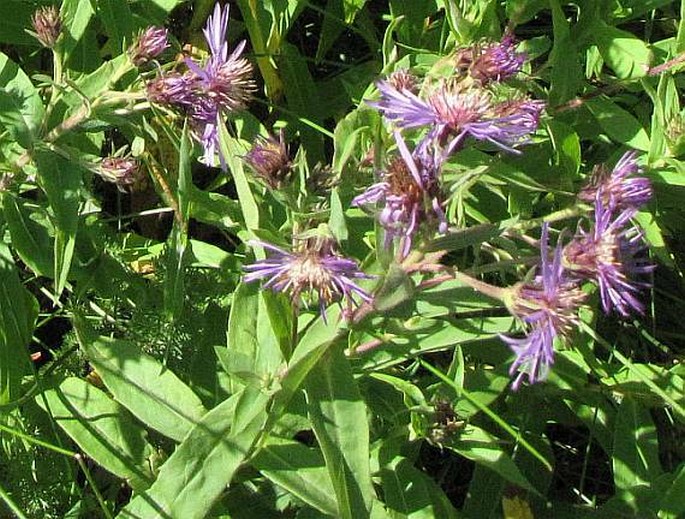 Canadanthus modestus