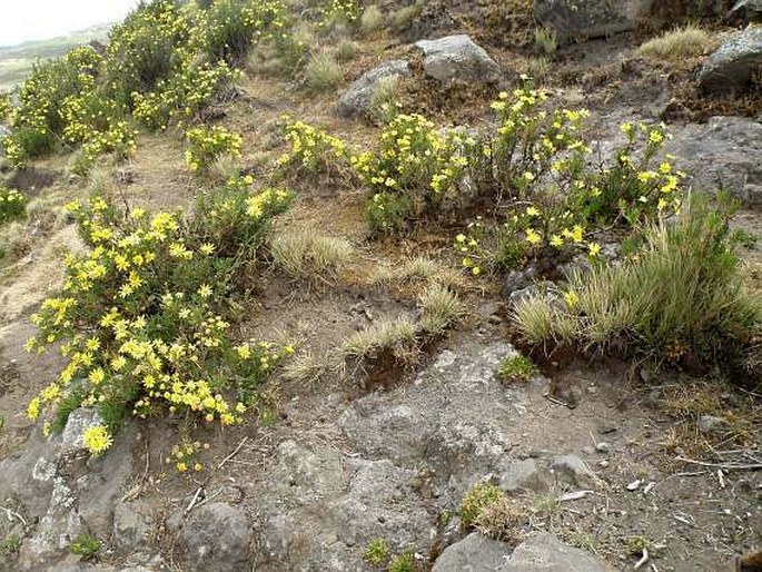 Euryops pinifolius