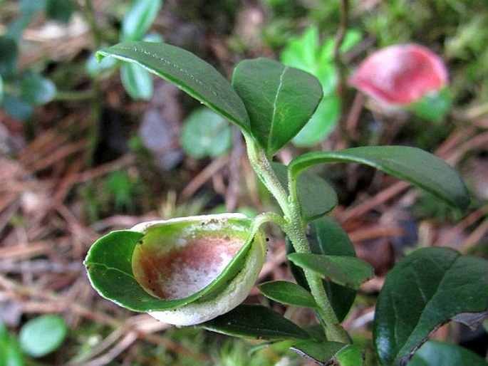 Exobasidium vaccinii