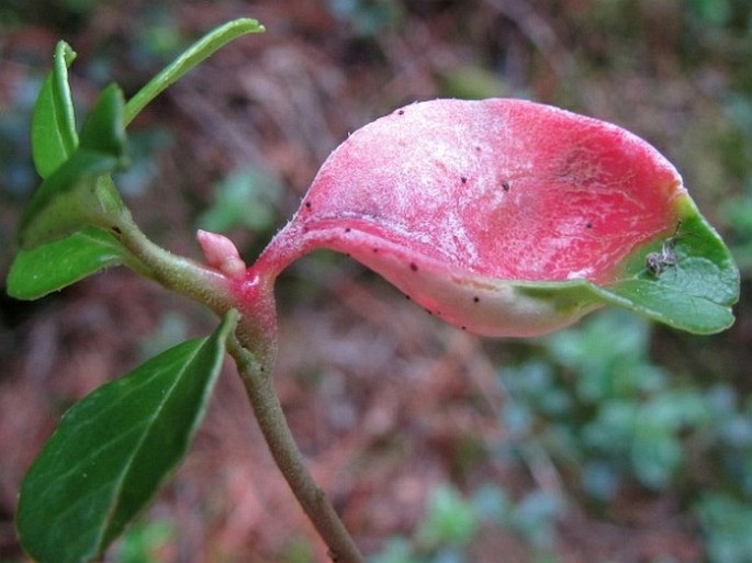 Exobasidium vaccinii