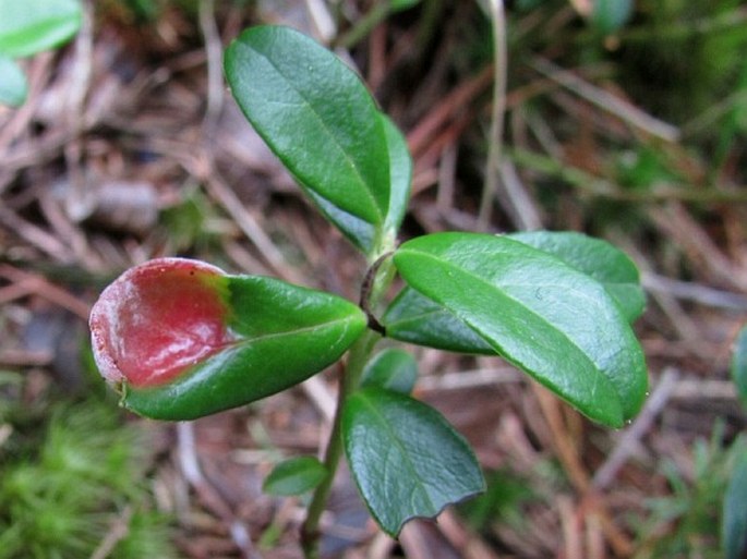 Exobasidium vaccinii