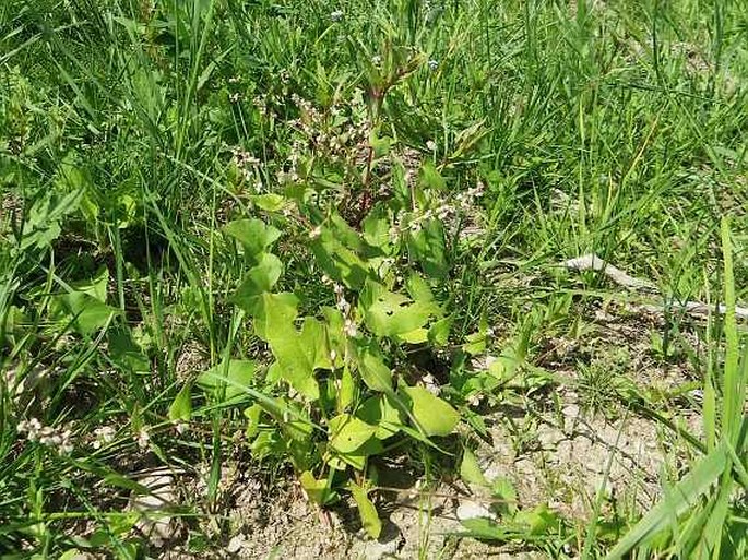 Fallopia convolvulus