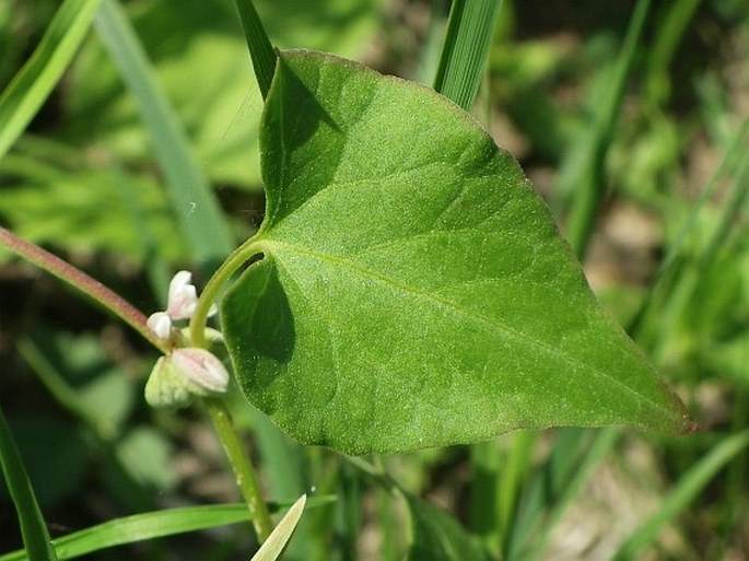 Fallopia convolvulus