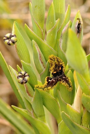 Ferraria crispa