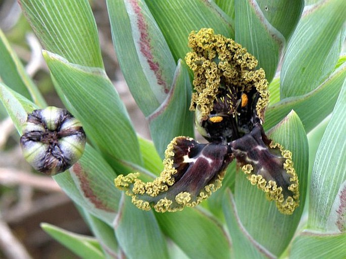 Ferraria crispa