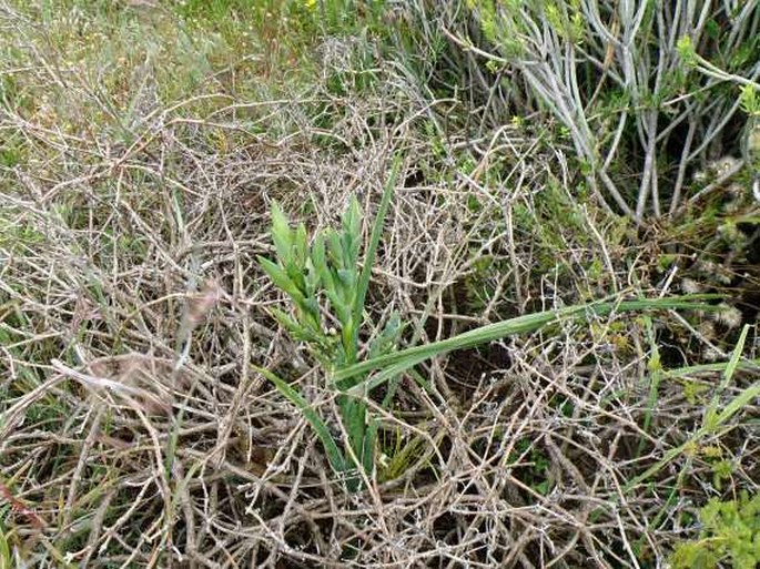 Ferraria crispa