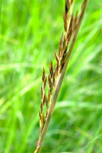 Festuca amethystina