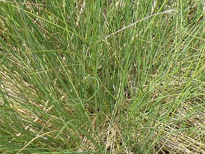 Festuca amethystina