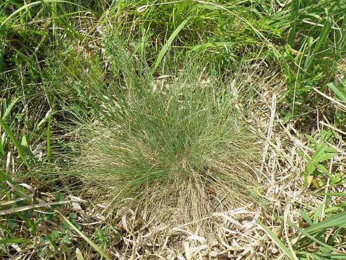 FESTUCA AMETHYSTINA L. – kostřava ametystová / kostrava ametystová