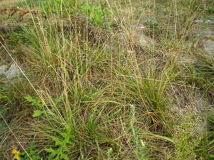 Festuca arundinacea