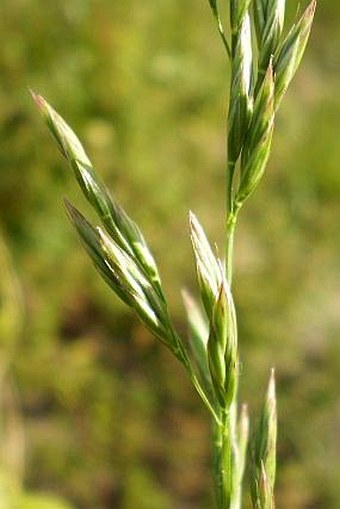 Festuca arundinacea