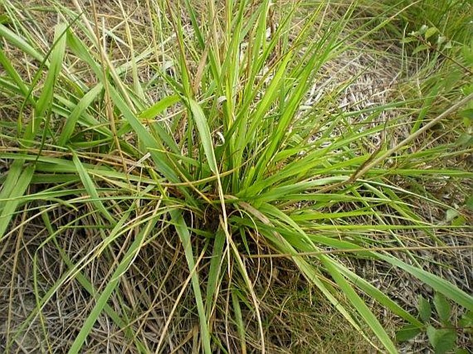 Festuca arundinacea