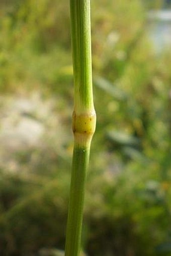 Festuca arundinacea