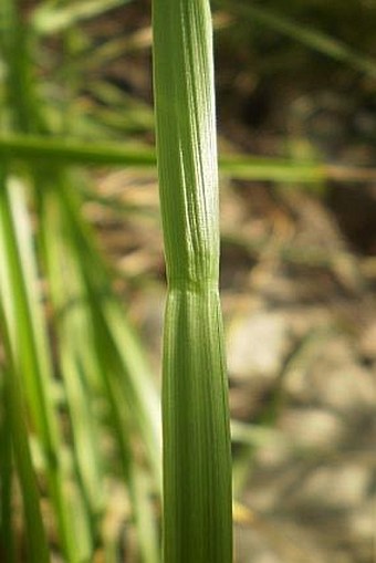 Festuca arundinacea