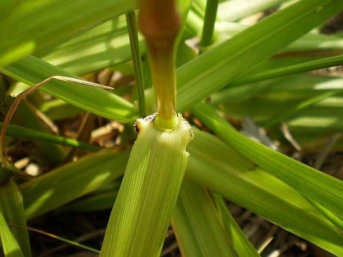 Festuca arundinacea