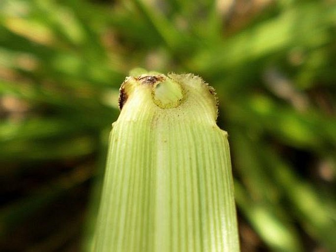 Festuca arundinacea