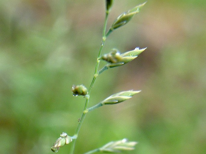 FESTUCA FILIFORMIS Pourr. – kostřava tenkolistá / kostrava vláskovitá