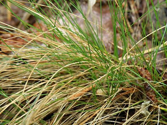 Festuca filiformis