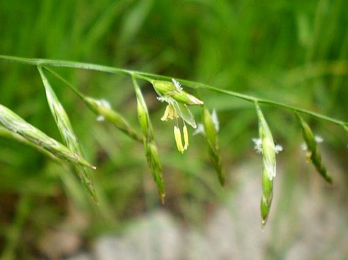 FESTUCA PRATENSIS Huds. – kostřava luční / kostrava lúčna