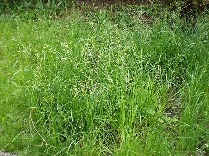 Festuca pratensis