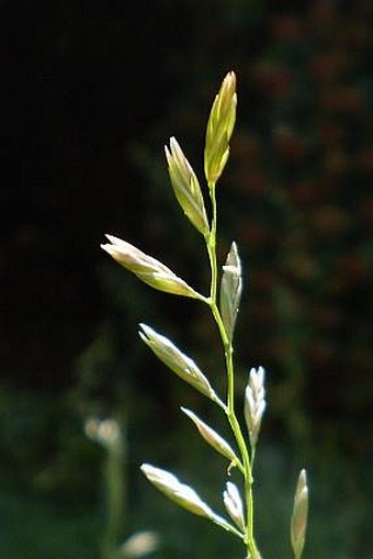 Festuca pratensis